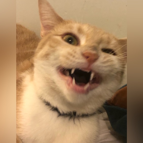 Meet Your Posher’s Posse- - Picture 11 of 12